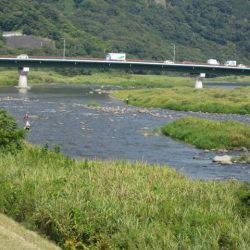 狩野川(狩野川漁業協同組合) 釣果