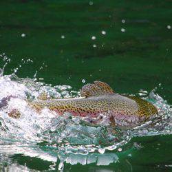 小菅トラウトガーデン 釣果