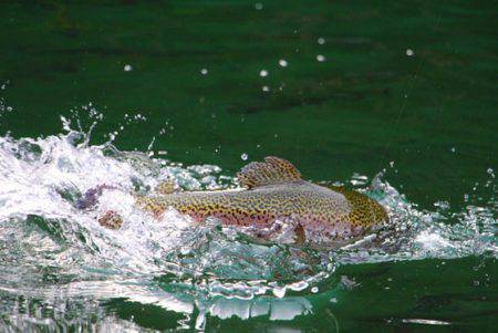 小菅トラウトガーデン 釣果