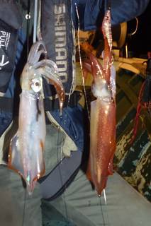 松福丸 釣果