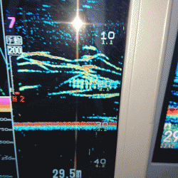 遊漁船ブルーウッズ 釣果