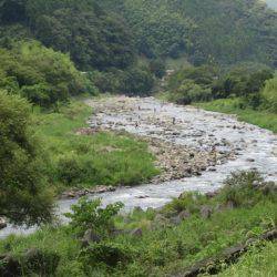 狩野川(狩野川漁業協同組合) 釣果