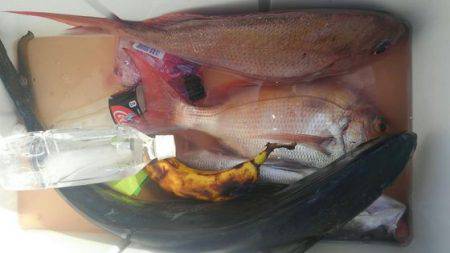 遊漁船 新鋭丸 釣果