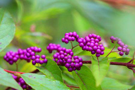 小菅トラウトガーデン 釣果