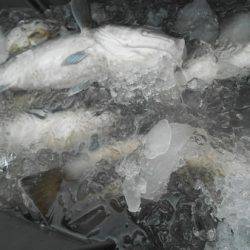 こうゆう丸 釣果