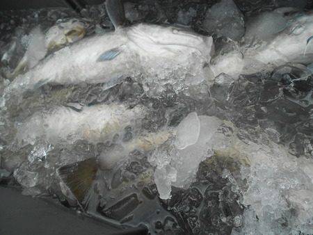 こうゆう丸 釣果