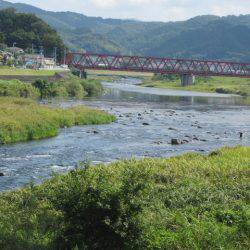 狩野川(狩野川漁業協同組合) 釣果