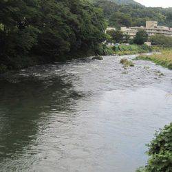 狩野川(狩野川漁業協同組合) 釣果