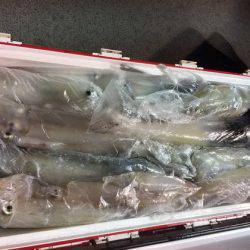 幸風（さちかぜ） 釣果