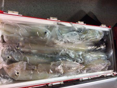 幸風（さちかぜ） 釣果