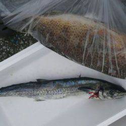 遊漁船 新鋭丸 釣果