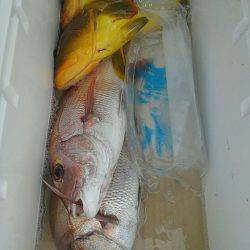 遊漁船 新鋭丸 釣果