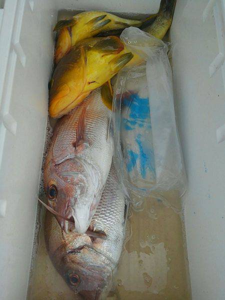 遊漁船 新鋭丸 釣果