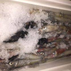 幸風（さちかぜ） 釣果