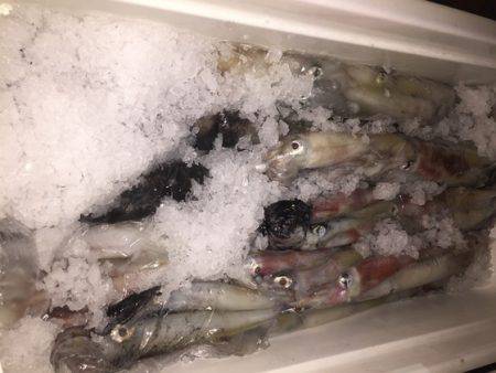 幸風（さちかぜ） 釣果