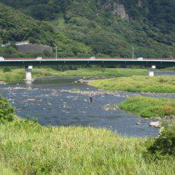 狩野川(狩野川漁業協同組合) 釣果