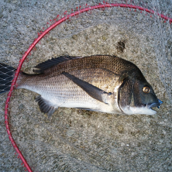 チヌのトップゲーム