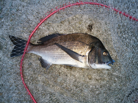 チヌのトップゲーム