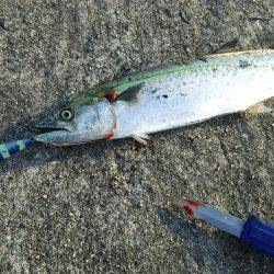 ついにサゴ氏が