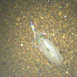 朝マズメ エギング