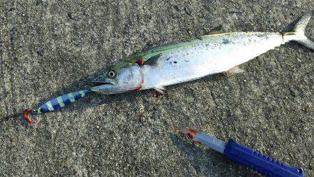 ついにサゴ氏が