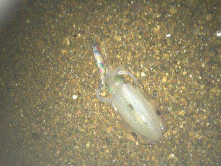 朝マズメ エギング