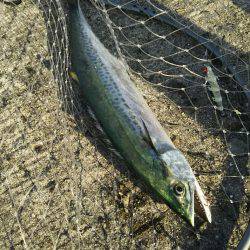 ついにサゴ氏が