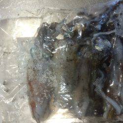 朝マズメ エギング