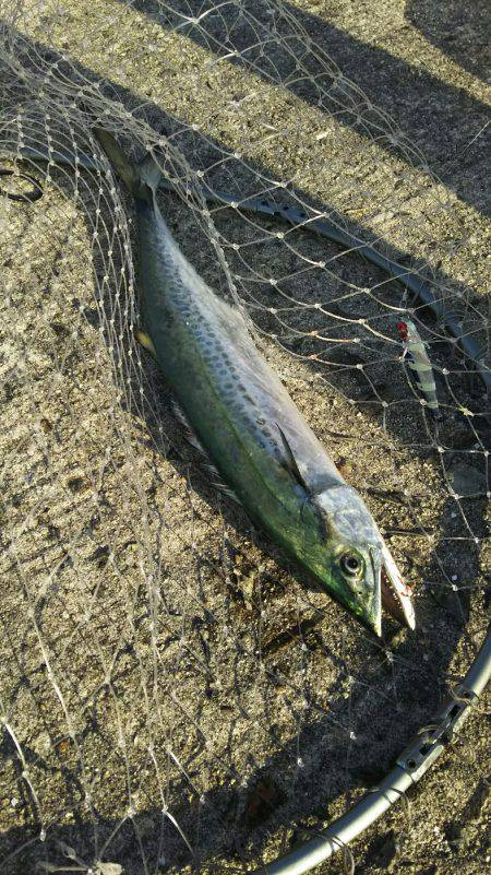 ついにサゴ氏が