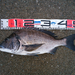 チヌのトップゲーム