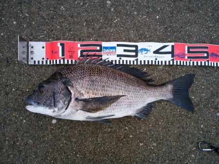 チヌのトップゲーム