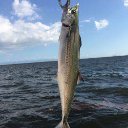 台風一過でタチウオ開幕
