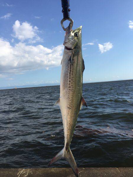 台風一過でタチウオ開幕