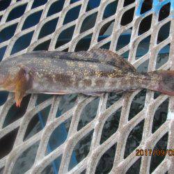 オリジナルメーカー海づり公園(市原市海づり施設) 釣果