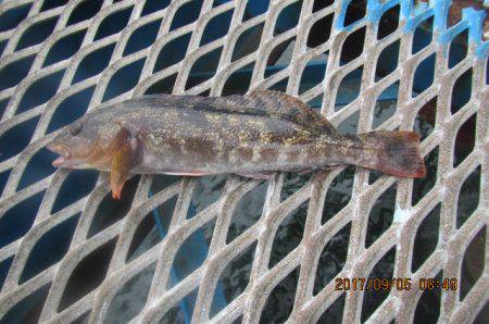 オリジナルメーカー海づり公園(市原市海づり施設) 釣果