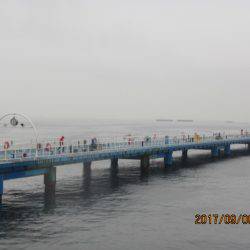 オリジナルメーカー海づり公園(市原市海づり施設) 釣果