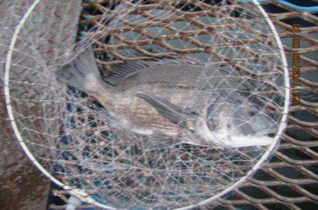 オリジナルメーカー海づり公園(市原市海づり施設) 釣果