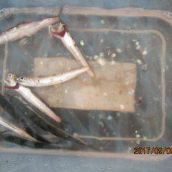 オリジナルメーカー海づり公園(市原市海づり施設) 釣果