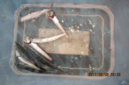 オリジナルメーカー海づり公園(市原市海づり施設) 釣果