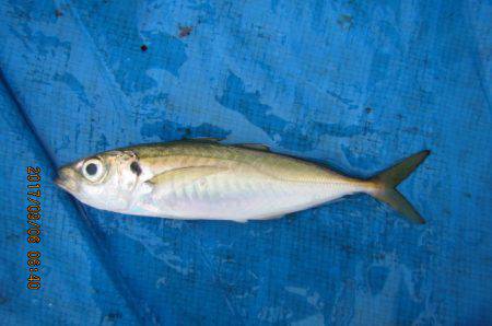 オリジナルメーカー海づり公園(市原市海づり…