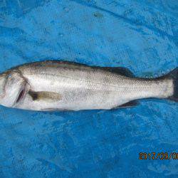 オリジナルメーカー海づり公園(市原市海づり施設) 釣果