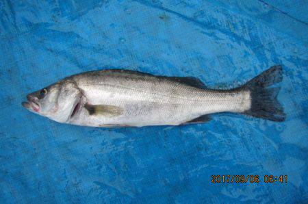 オリジナルメーカー海づり公園(市原市海づり施設) 釣果