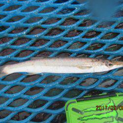 オリジナルメーカー海づり公園(市原市海づり施設) 釣果