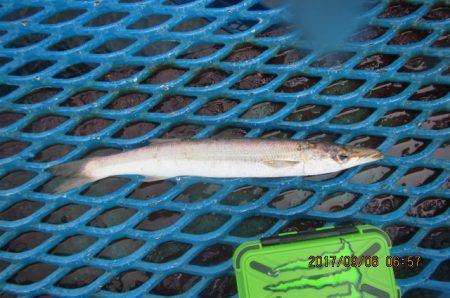 オリジナルメーカー海づり公園(市原市海づり施設) 釣果