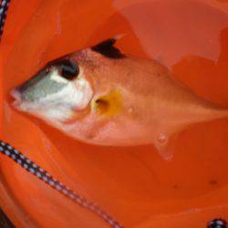 オリジナルメーカー海づり公園(市原市海づり施設) 釣果