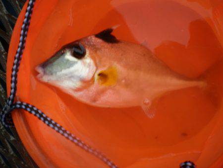 オリジナルメーカー海づり公園(市原市海づり施設) 釣果