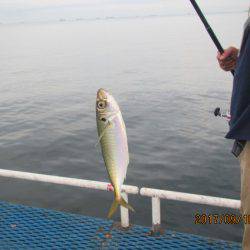 オリジナルメーカー海づり公園(市原市海づり施設) 釣果