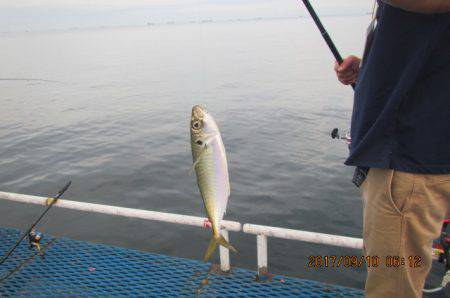 オリジナルメーカー海づり公園(市原市海づり施設) 釣果