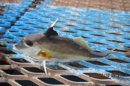 オリジナルメーカー海づり公園(市原市海づり施設) 釣果