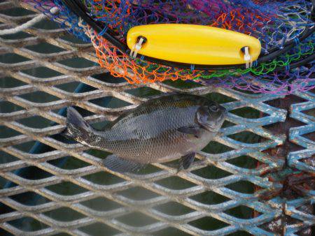 オリジナルメーカー海づり公園(市原市海づり施設) 釣果